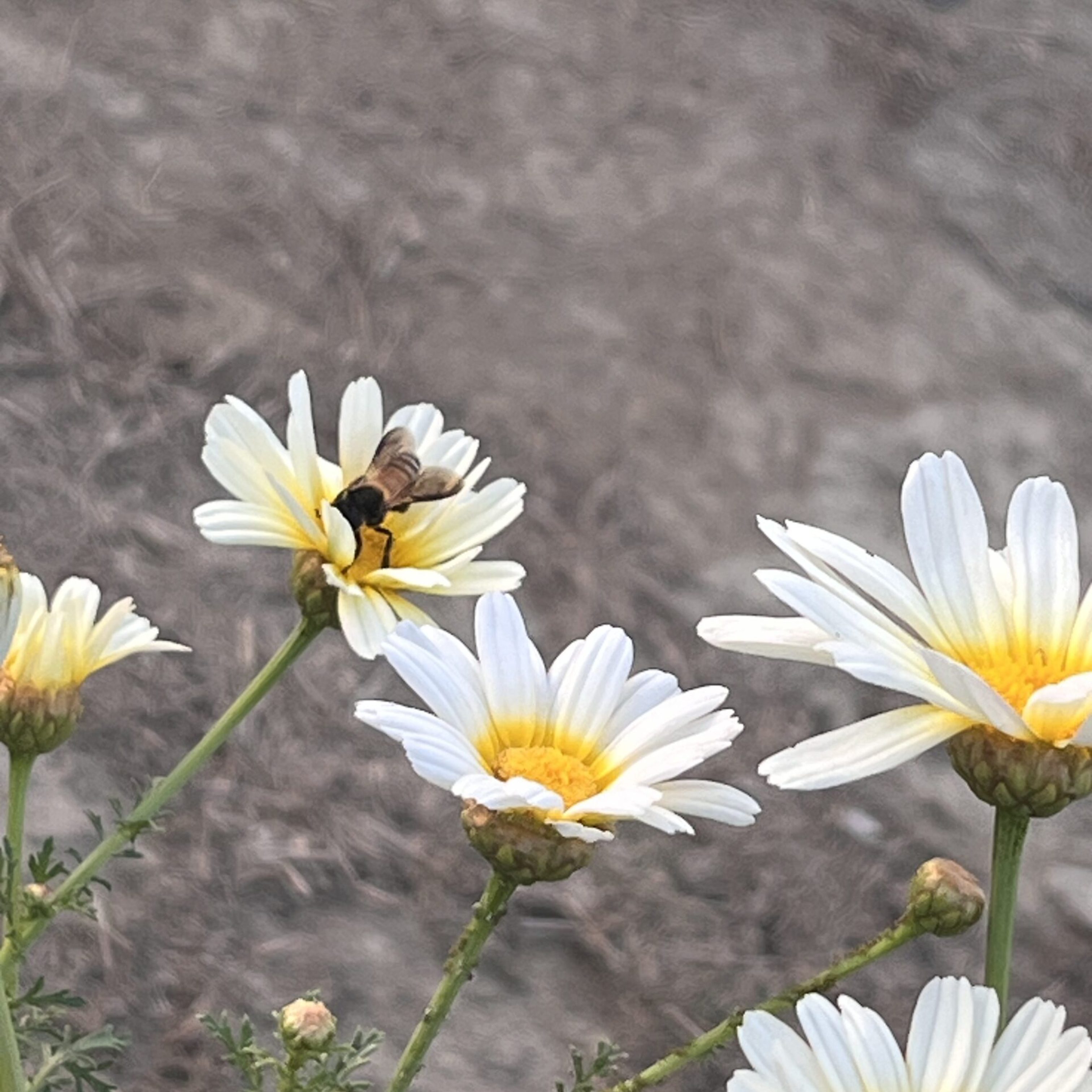 Flowers and a bee